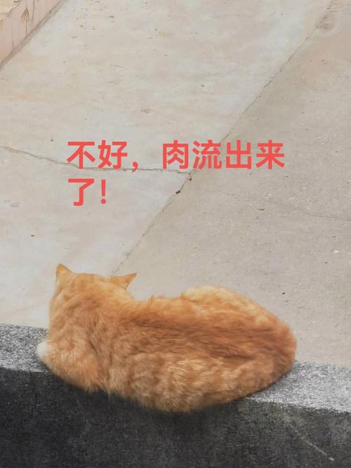 白小姐管家婆四肖八码和肥猫一年多减重16斤与肥猫一年多减重16斤正常吗
